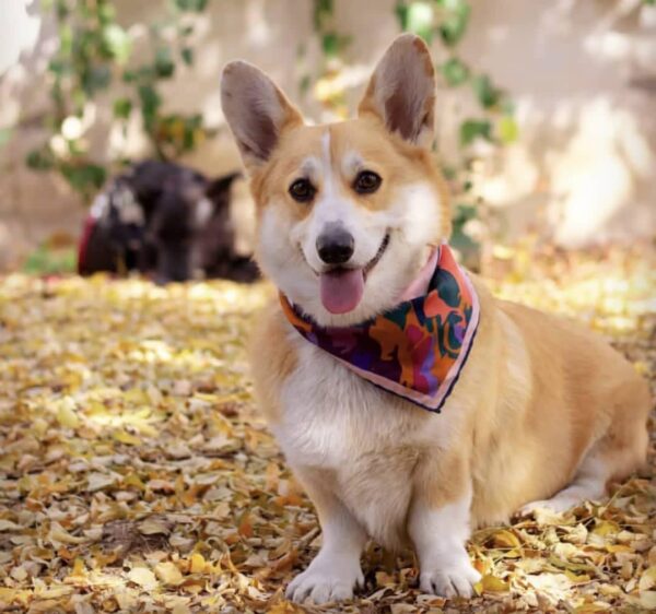 پمبروک ولش کورگی